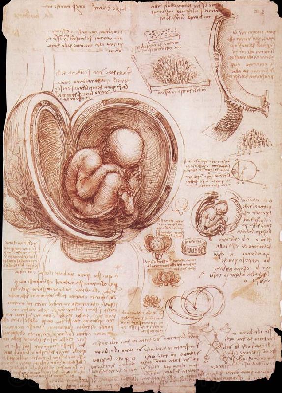 LEONARDO da Vinci The embryo in the Uterus Spain oil painting art
